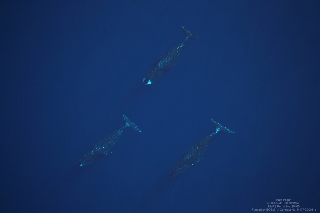 Sin ballenas en Utqiaġvik