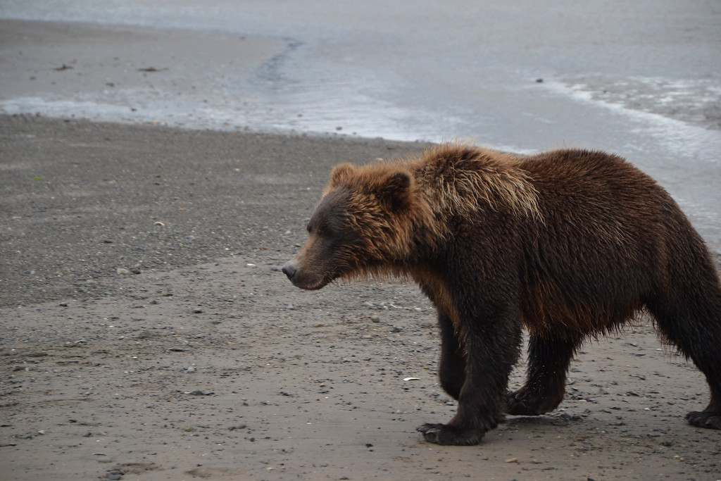 Observación de osos en Alaska